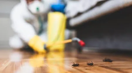 Imagem ilustrativa de Controle de pragas urbanas pombos